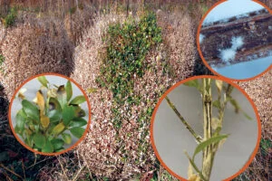 Boxwood Blight