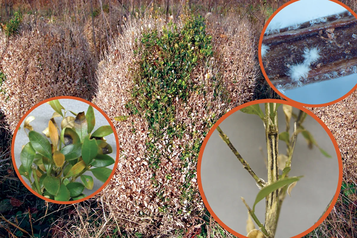 Boxwood Blight