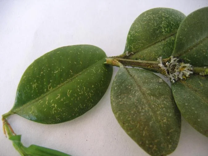 Boxwood Spider Mite