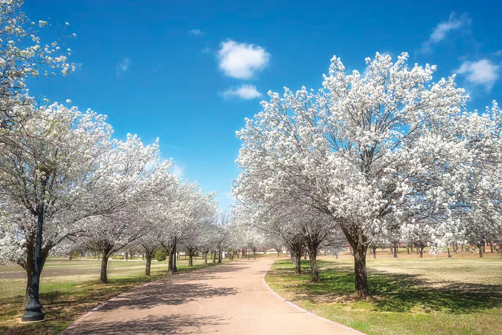 Callery Pear
