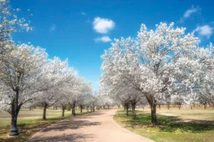 Callery Pear