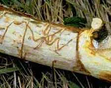 Bronze Birch Borer