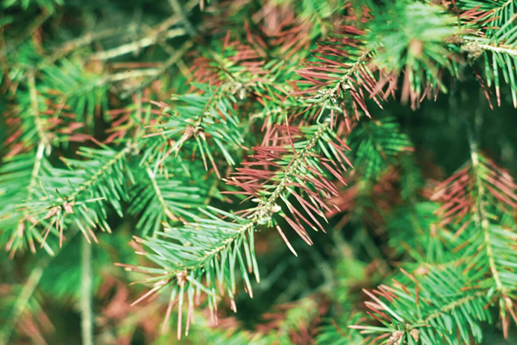 Weather and Needle Loss in Conifers