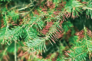 Weather and Needle Loss in Conifers