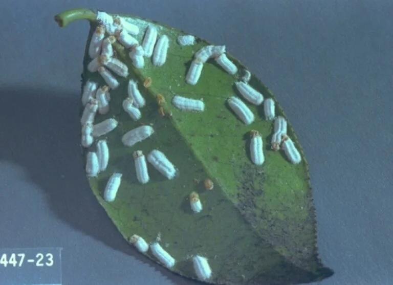 Holly — cottony camellia scale 768x557
