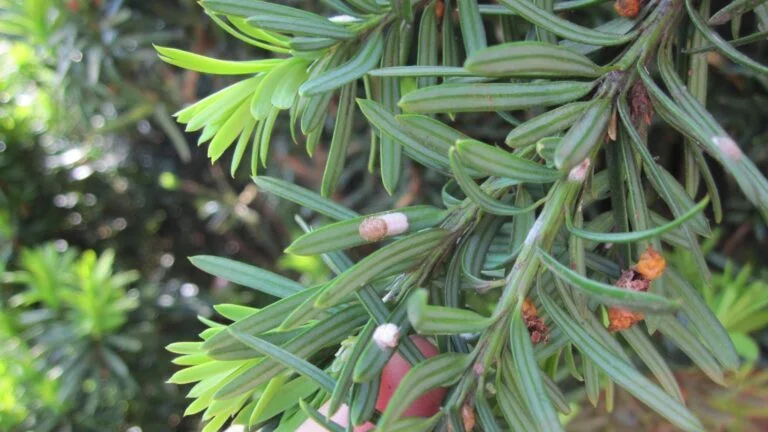 Yew — cottonytaxus 768x432