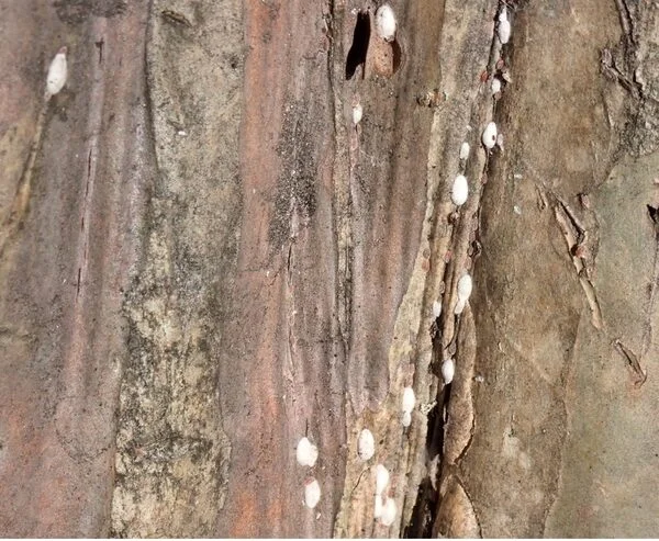 Crape Myrtle Bark Scale