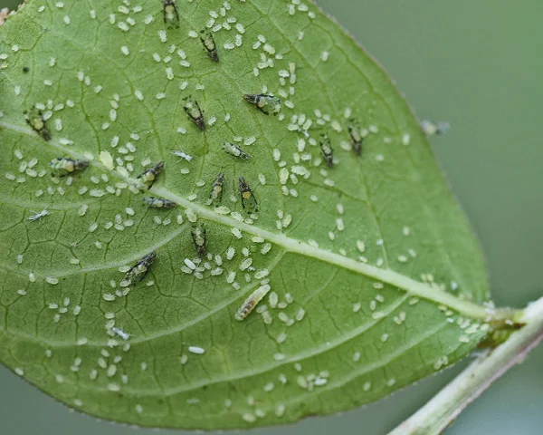 Crape Myrtle Aphid