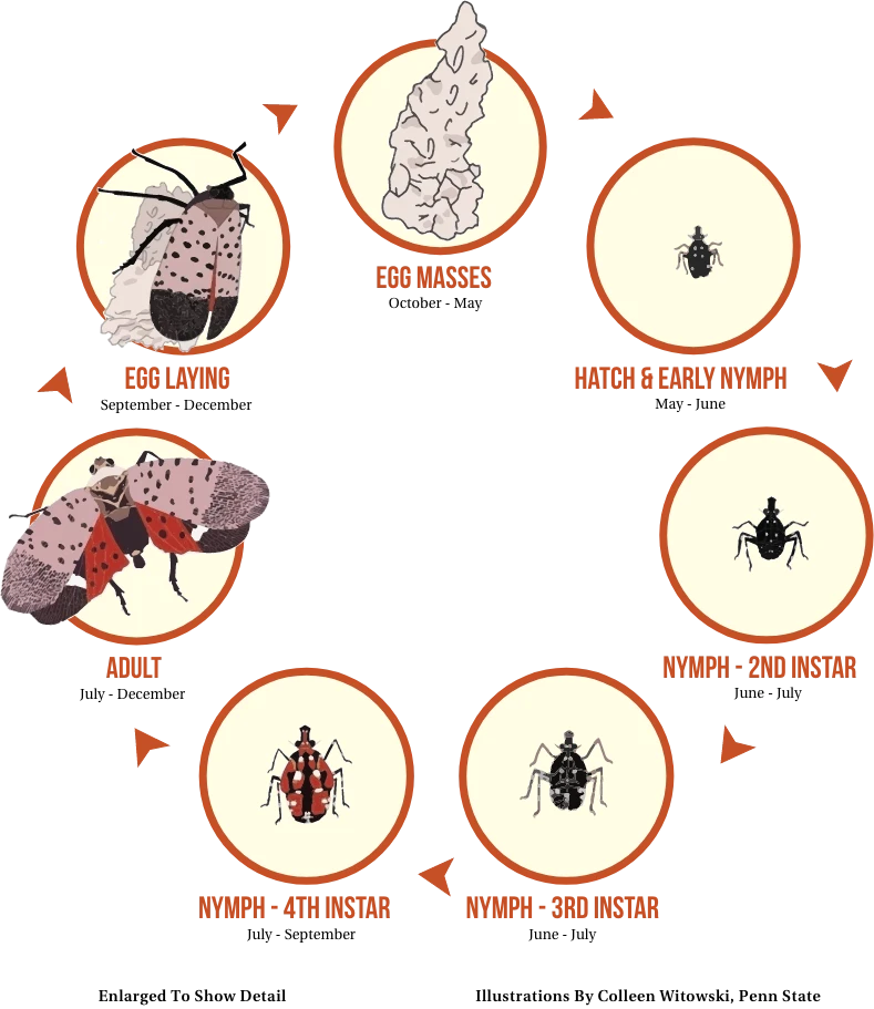 Plant Healthcare News 2021 — cycle 2