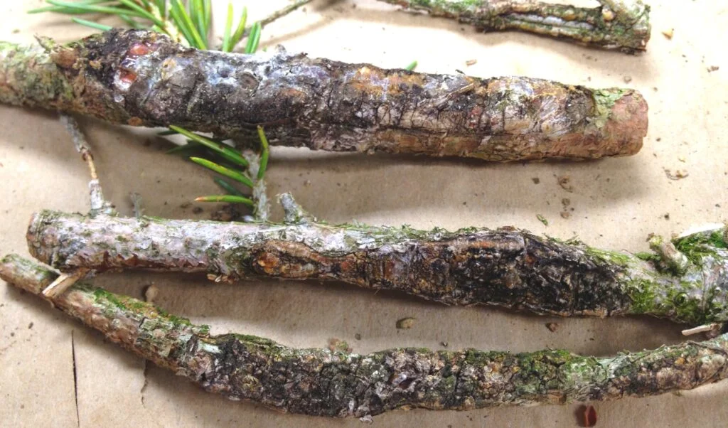 Cytospora Canker