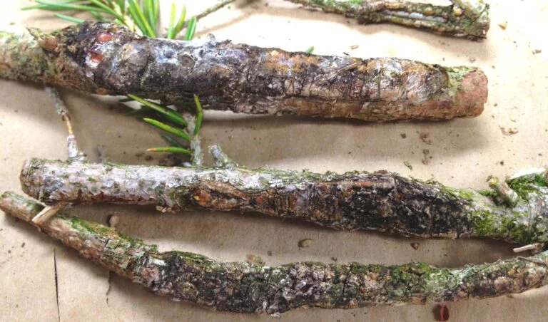 Douglas Fir — cytospora canker fig3 768x452