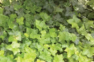 De-vine Trees