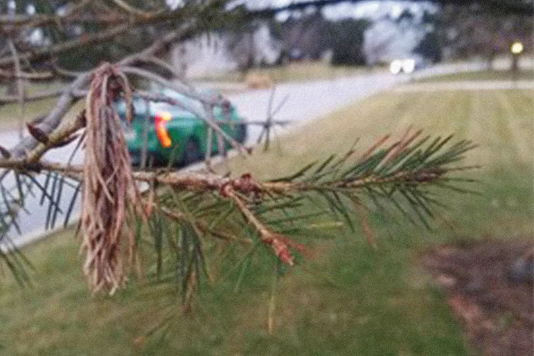 Weather and Needle Loss in Conifers — diplodia