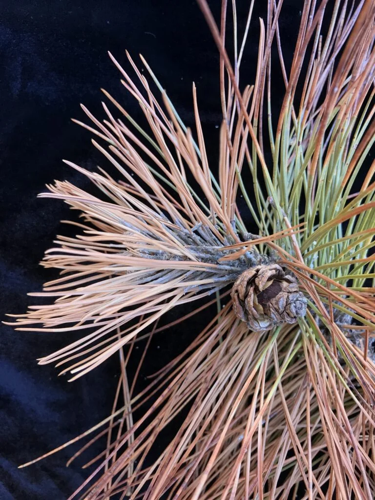 Diplodia (Sphaeropsis) Tip Blight on Pine