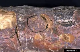 Botryodiplodia Canker