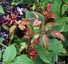 Rose Rosette Disease