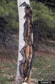 Canker Stain