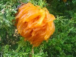 Cedar Apple & Cedar Hawthorn Rust