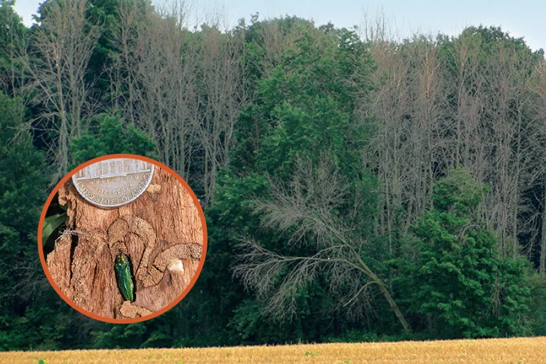 Plant Health Care News 2018 — emerald ash