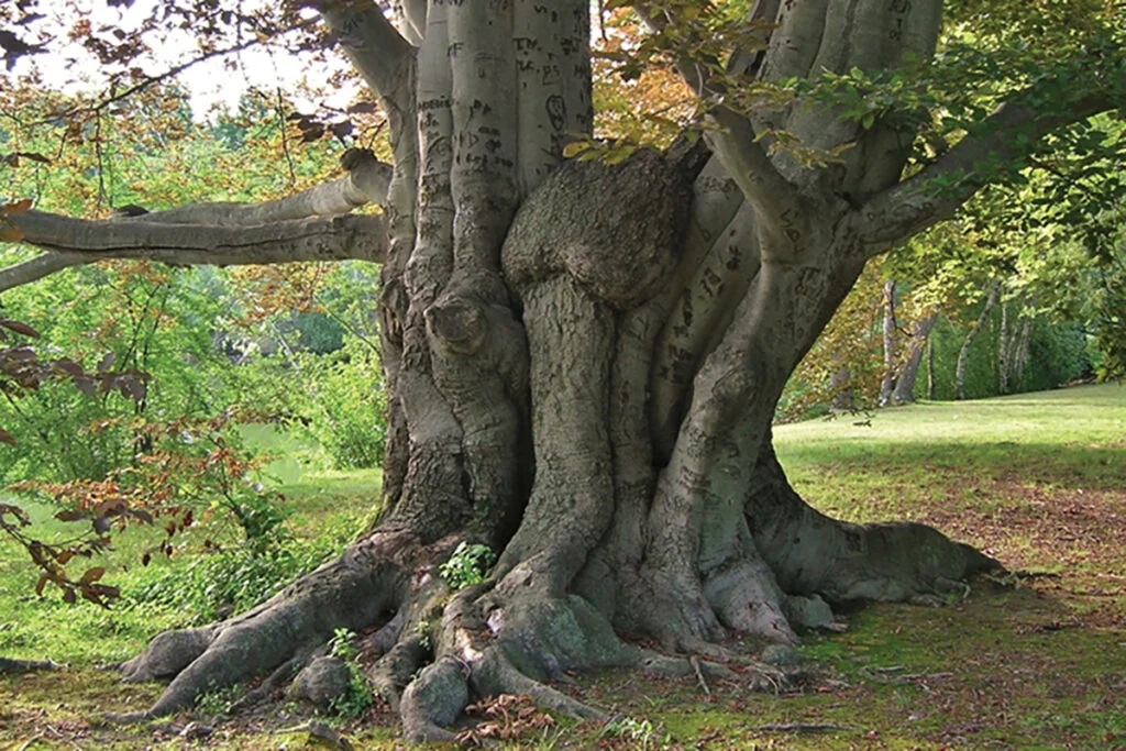 Staff Recommended Shade Trees