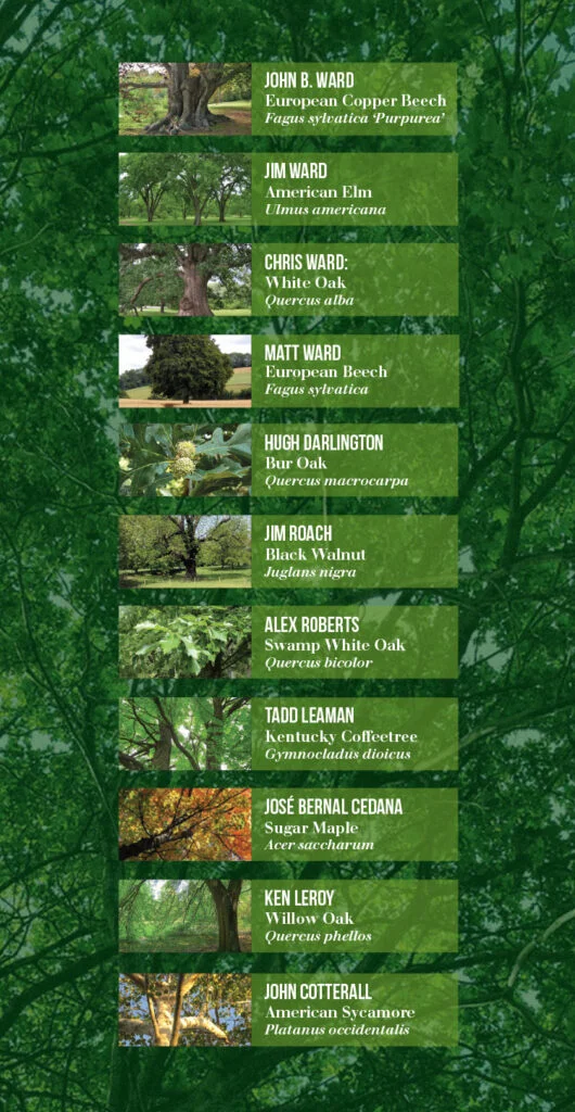 Staff Recommended Shade Trees — favorite trees 530x1024