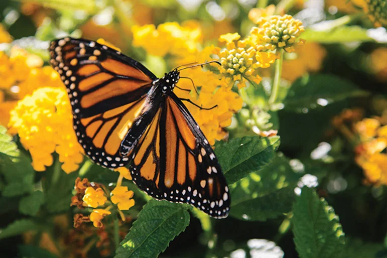 Gardening, wet or dry, small or large — gardening wetordry2