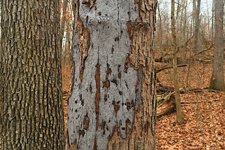 Hypoxylon Canker — h.canker2