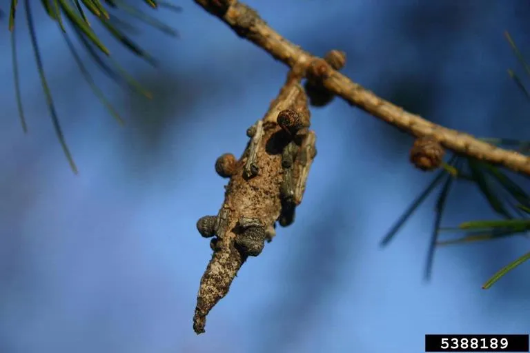 Bagworms