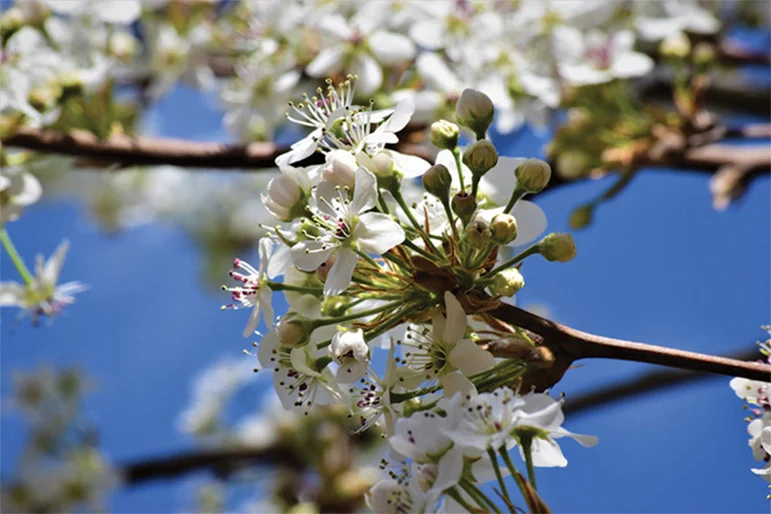 Callery Pear — johnny brewer y8Xz7Xign9g unsplash