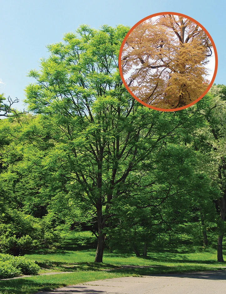 Replanting the Community Tree Canopy Post-Ash Tree Decline — kentucky coffee