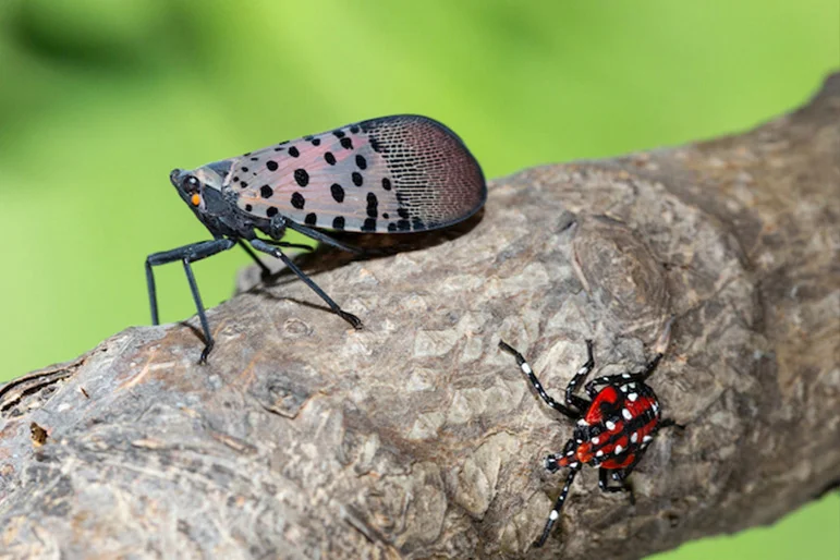 Local experts evaluate threats posed by lanternflies