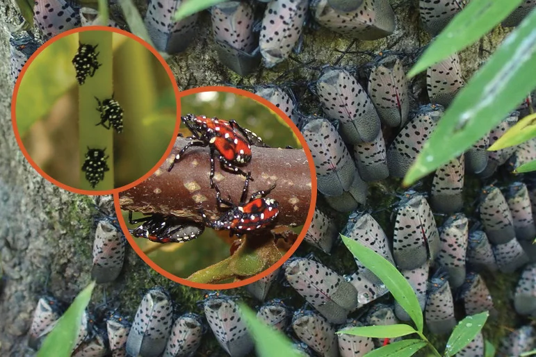 PLANT HEALTHCARE NEWS 2019 — lanternflies