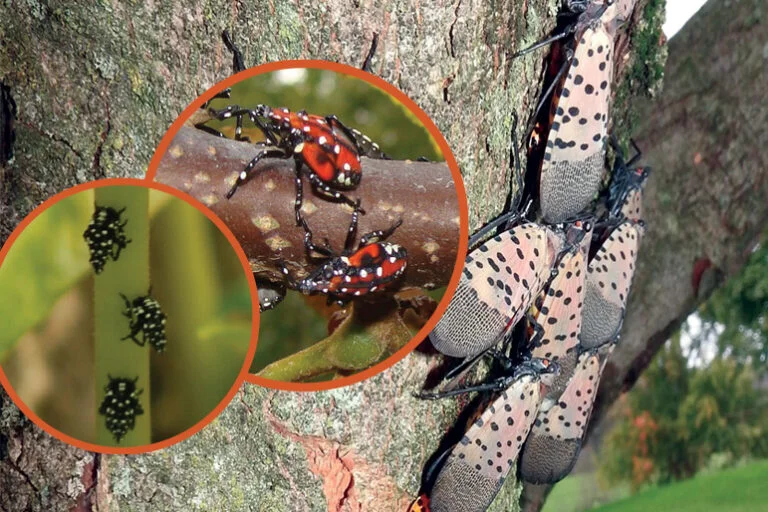 Styrax — lanternfly 768x512