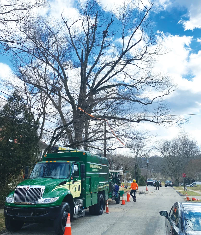 Large Tree Pruning — largetreepruning3 1