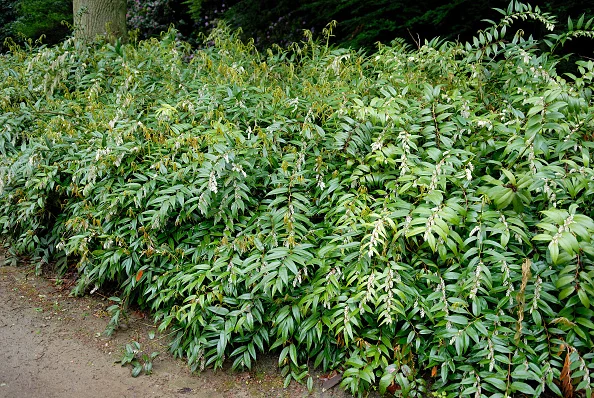 Leucothoe — leucothoe