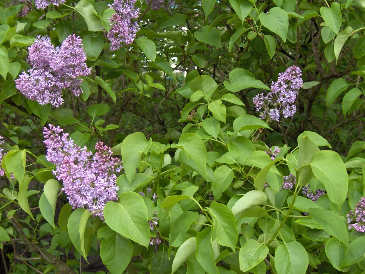 Lilac