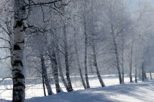 Ice Load Damage on Trees