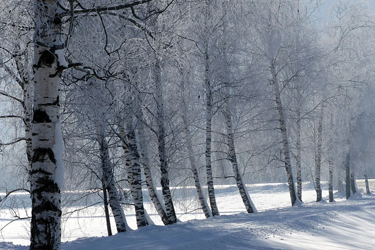 Ice Load Damage on Trees