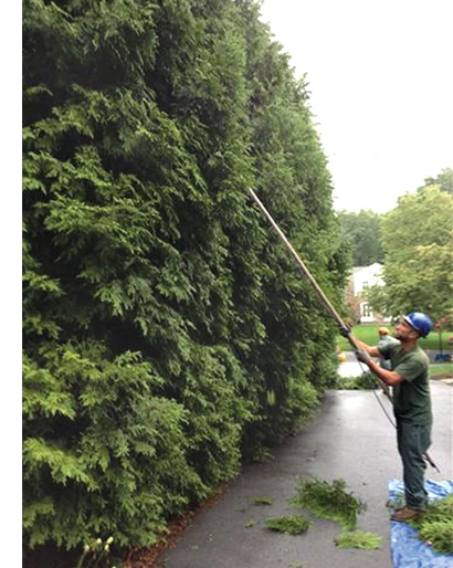 Ice Load Damage on Trees — news ice load3