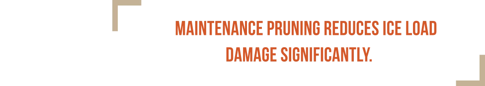Ice Load Damage on Trees — news ice load4 2