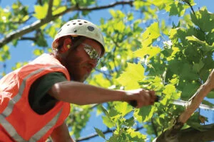 Large Tree Pruning
