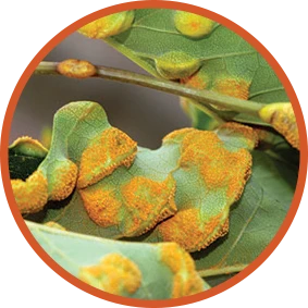 Plant Health Care Spring 2015 — news plant care5 0