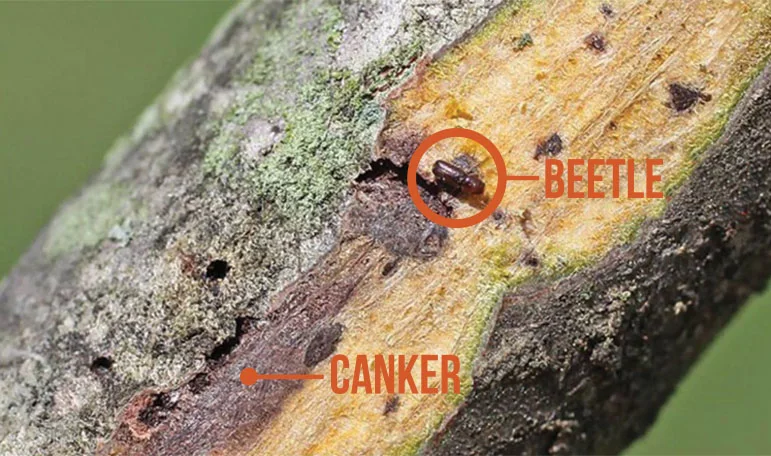 Plant Health Care Spring 2015 — news plant care6
