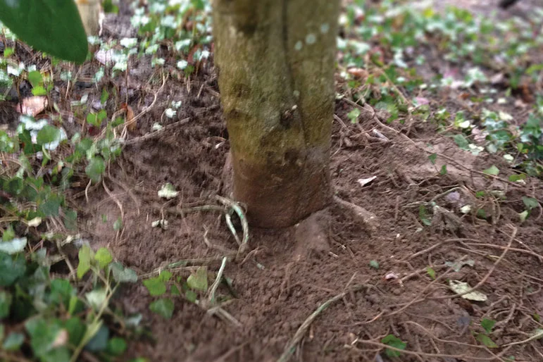 Root Crown Excavation — news root crown excavation2 0