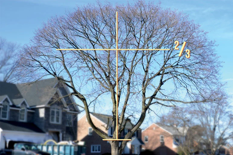 Tree Cabling — news tree cabling1