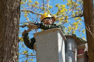 Tree Cabling