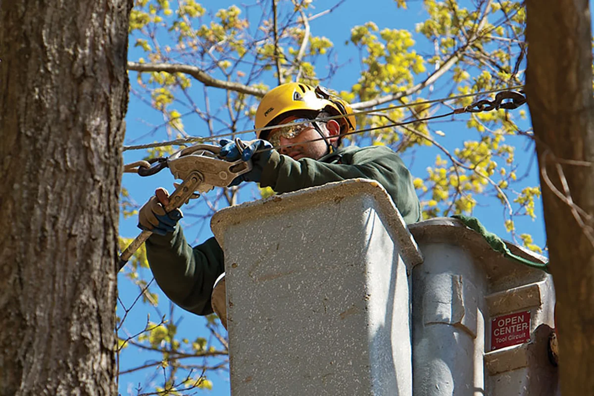 Tree Cabling