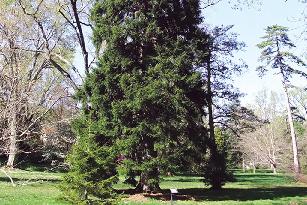 Climate Change and Pennsylvania Trees