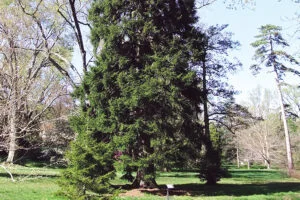 Climate Change and Pennsylvania Trees