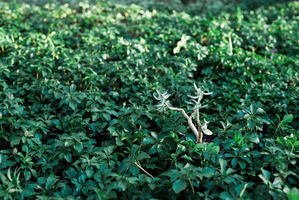 Pachysandra — pachysandra 1024x683